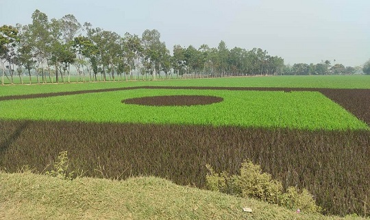 image-here